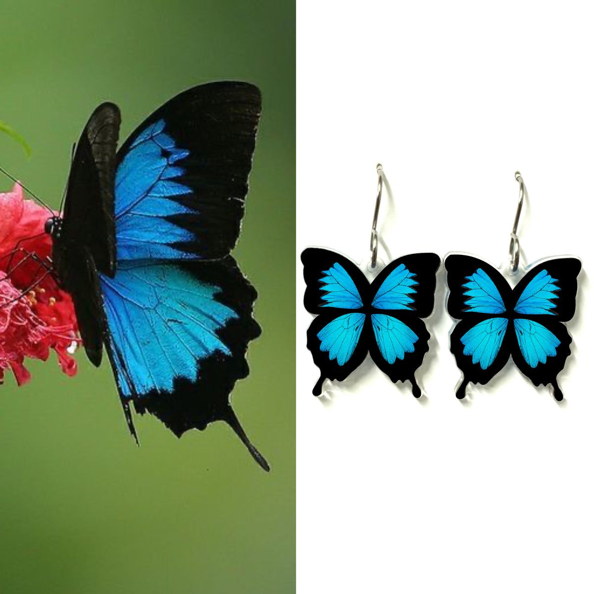 Vibrant Ulysses Butterfly next to matching blue butterfly drop earrings handcrafted from recycled plastic